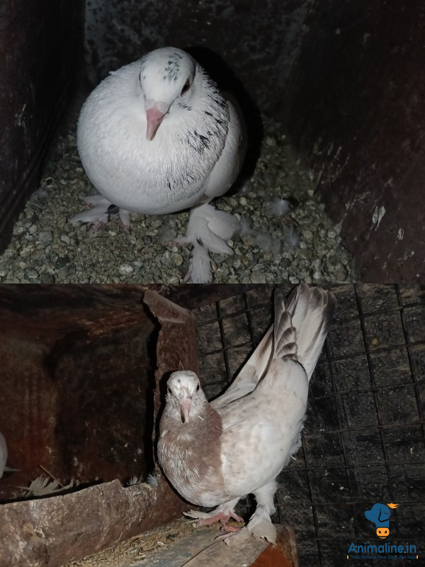 4 months old pigeon
