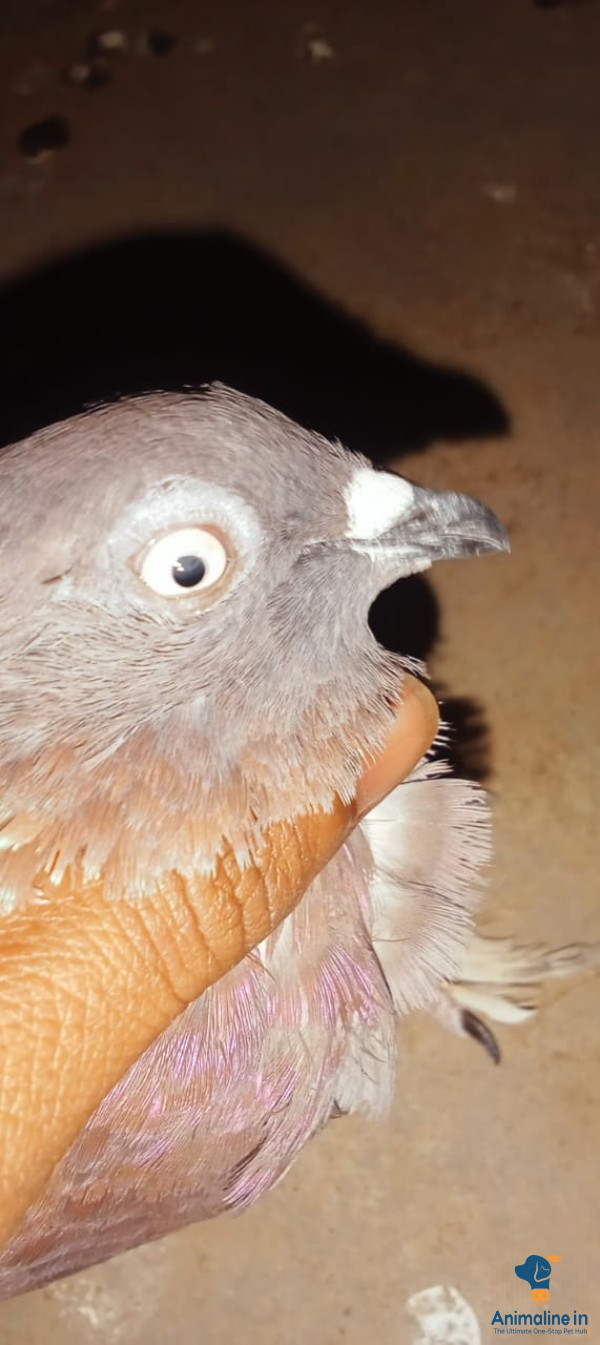 Active male pegion