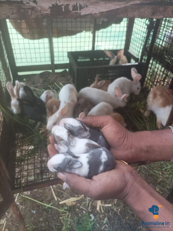 Healthy and Active Male&Females  for Sale
