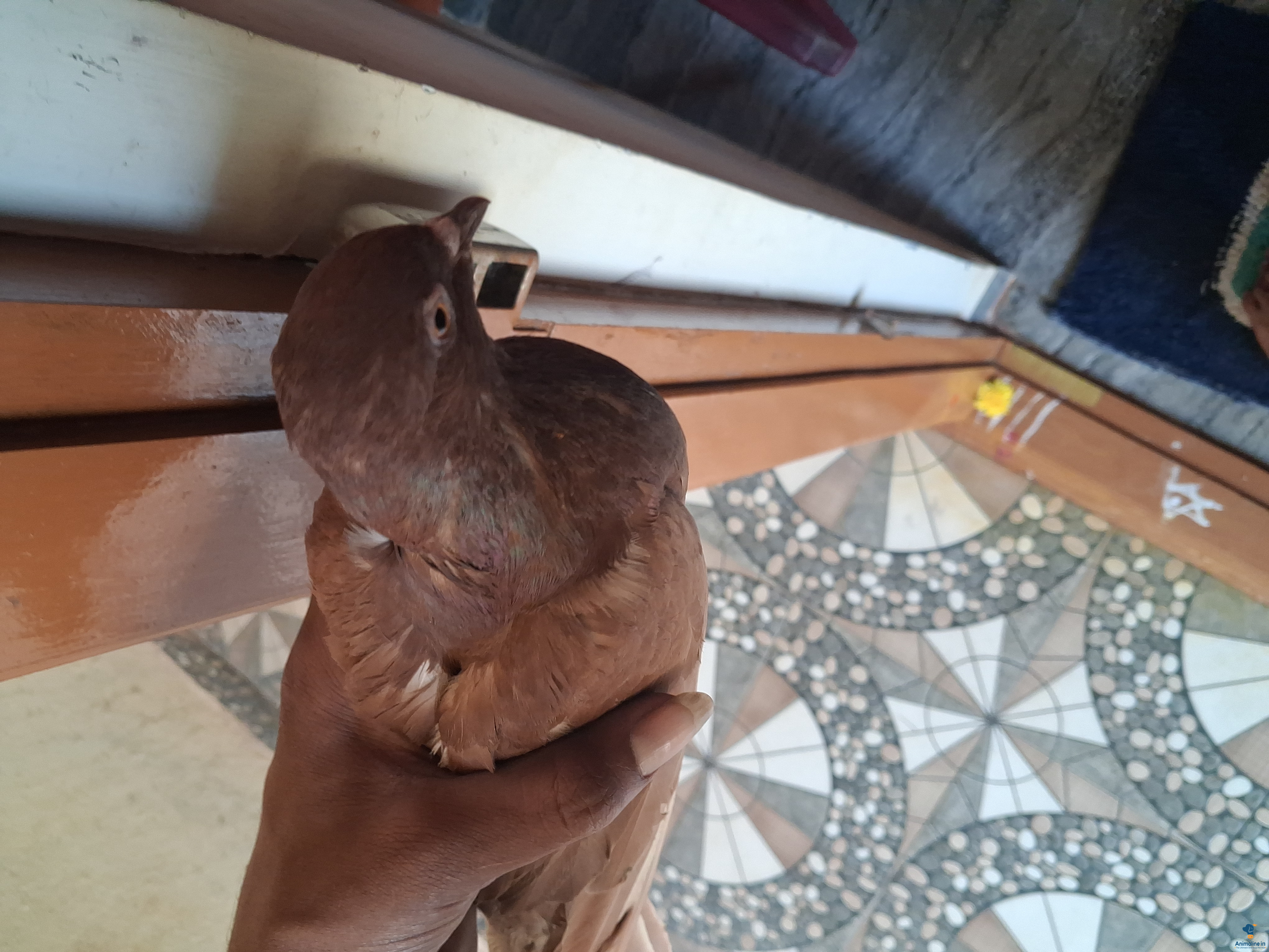 ಪ್ರೀಮಿಯಂ  Bird {}