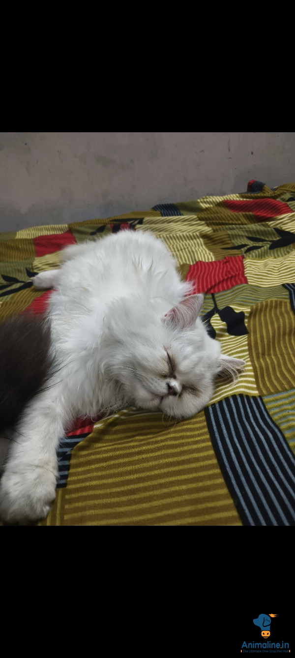 Trained Cat - Perfect Family Pet