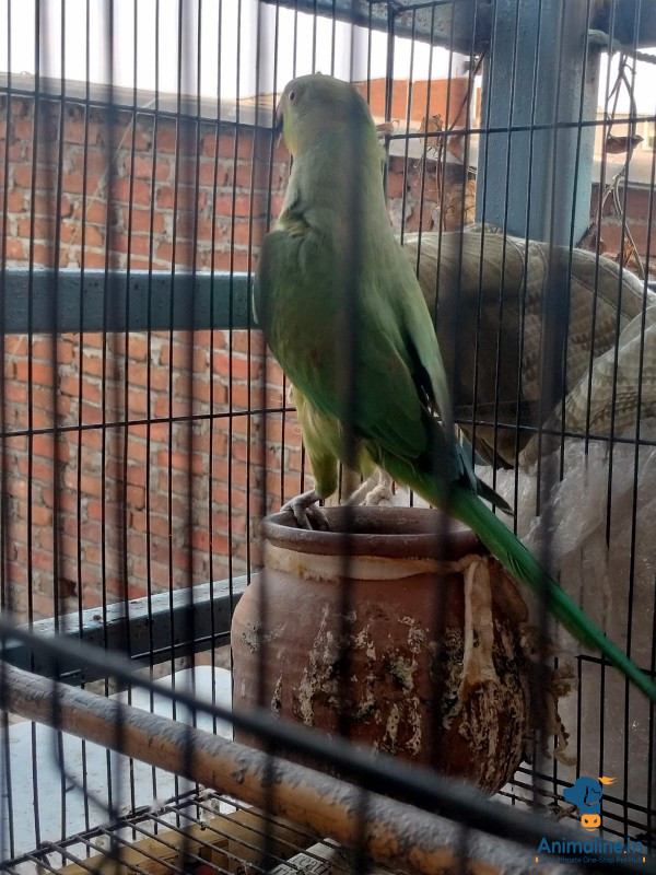 Green indian ringneck parrot