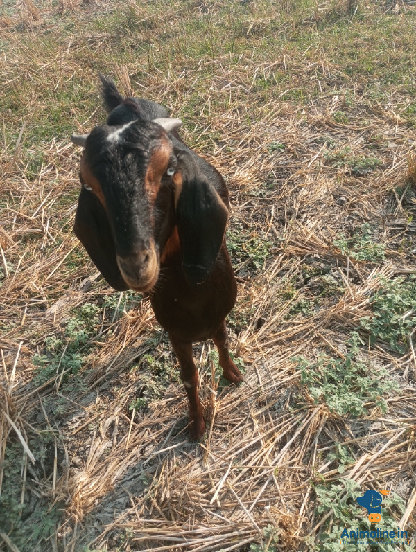 Kota cross breed