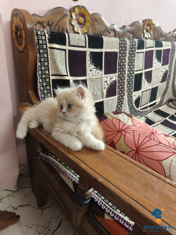 I AM SELLING MY KITTEN PERSIAN CAT HEALTHY AND WELL TREND 