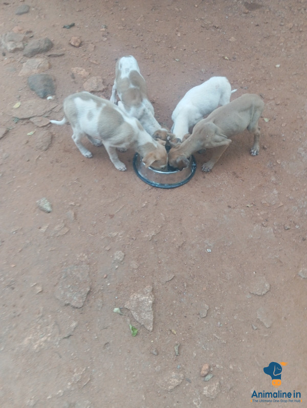 7 months mudhol 