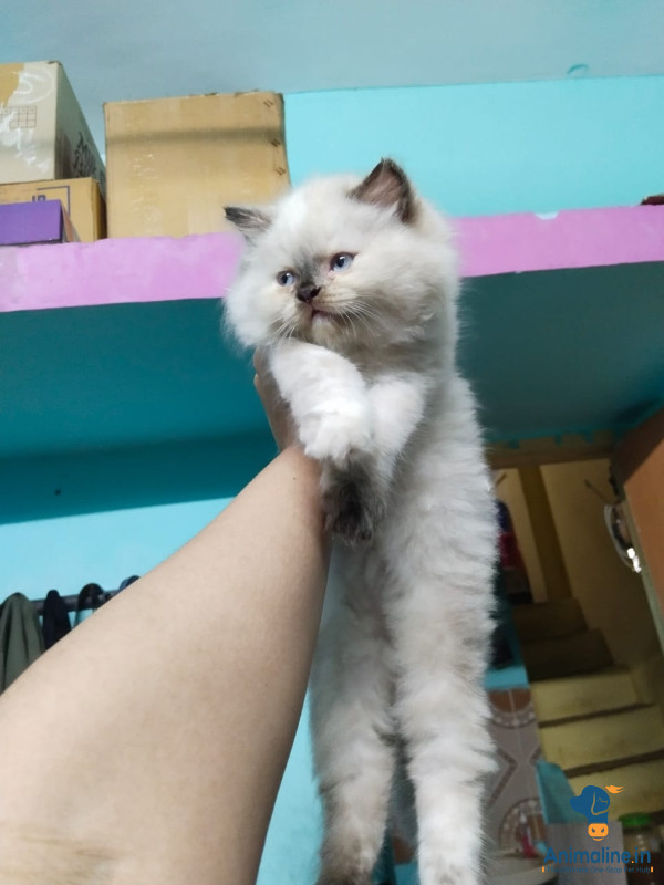 Himalayan Persian 