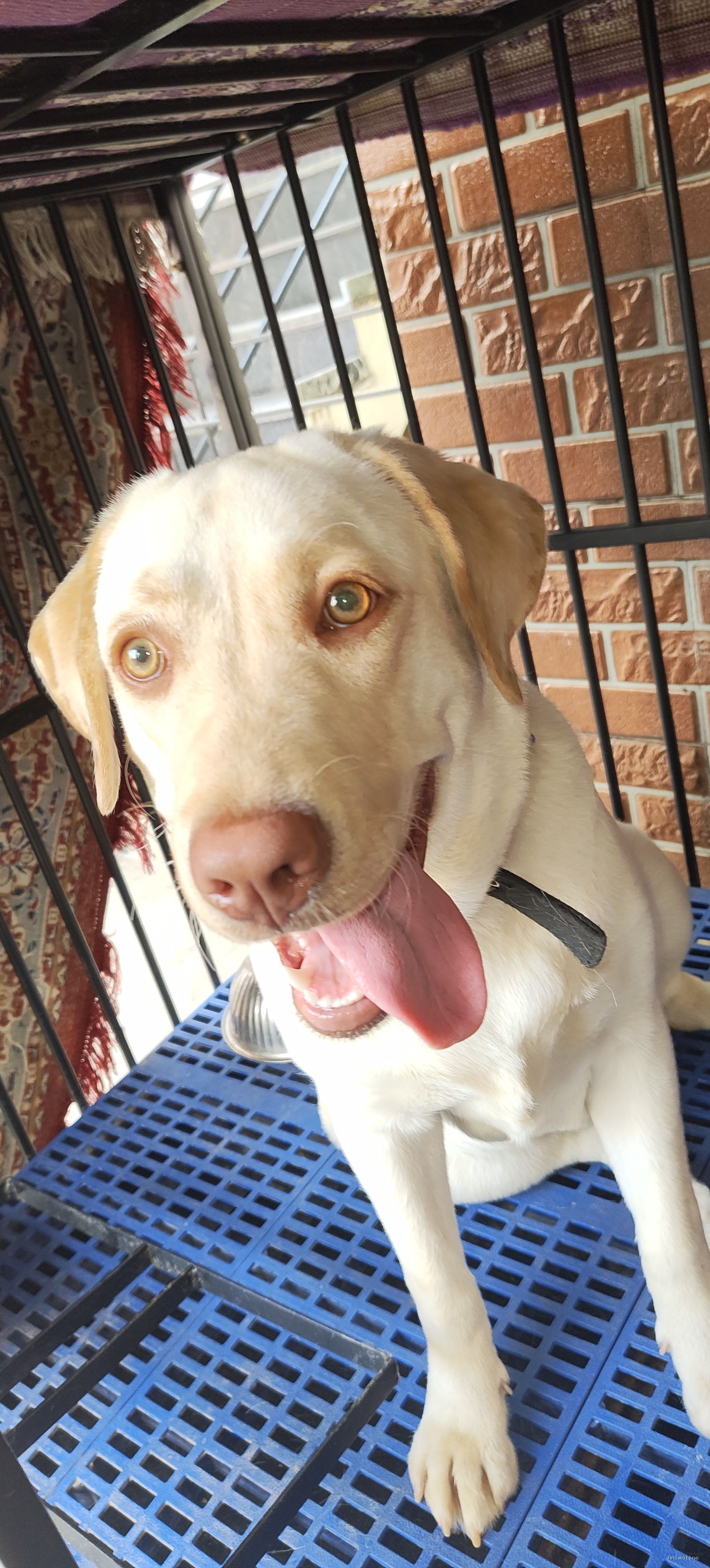 Healthy and Active Female Labrador Retriever for Sale