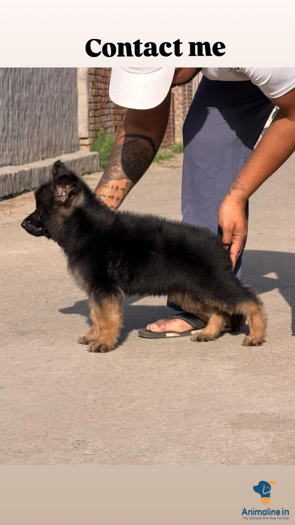 Healthy and Active Male German Shepherd Dog for Sale
