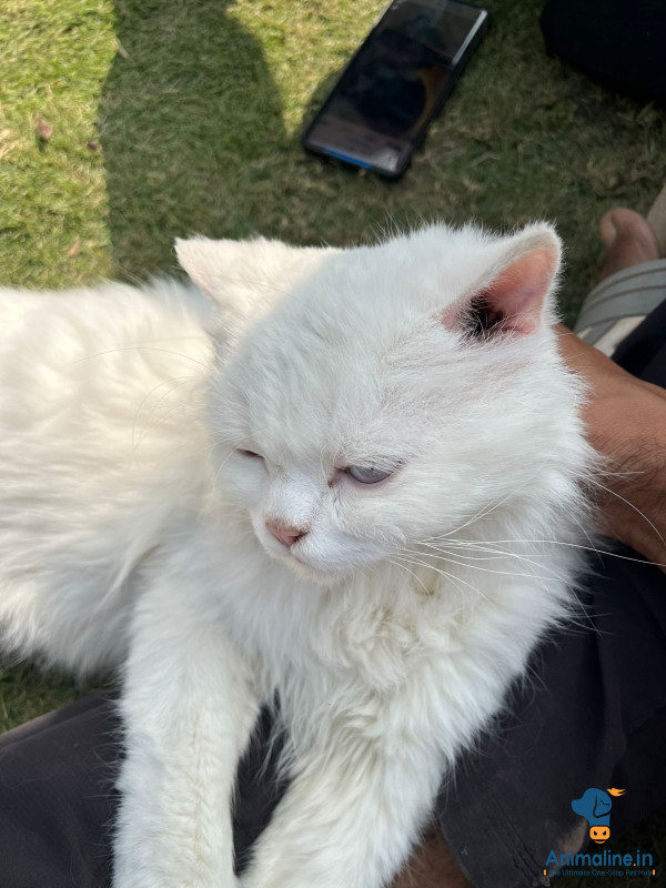 Healthy and Active Male  for Sale