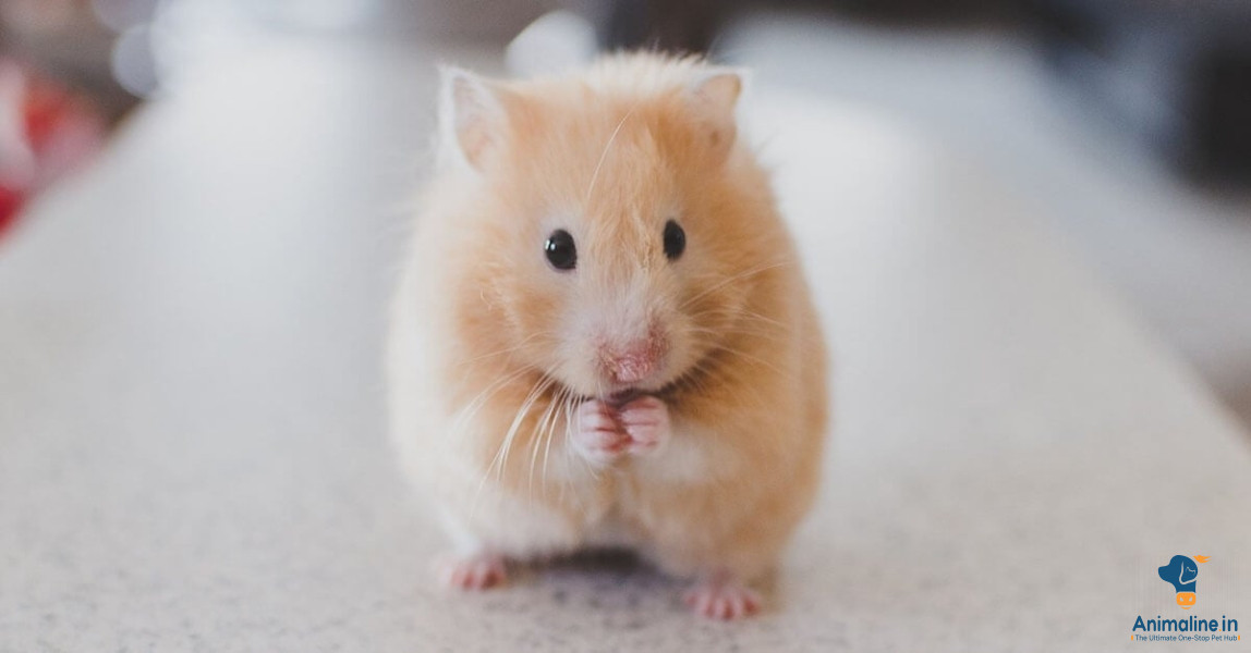 Golden Hamster full active and healthy new born