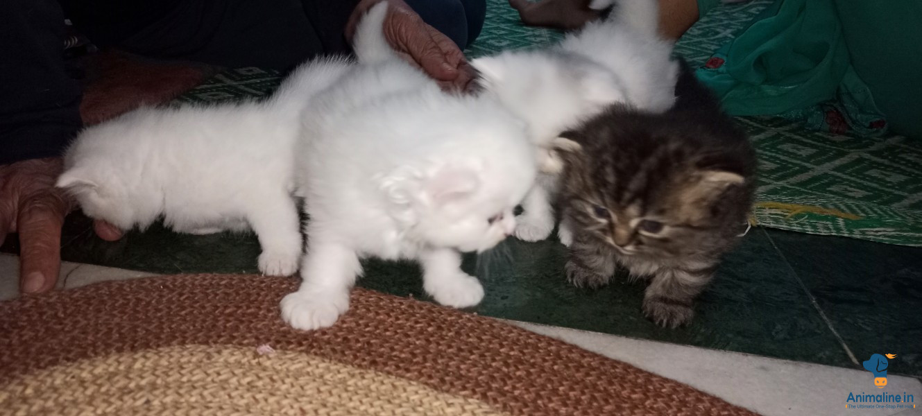 Adorable pure white Persian kittens available for sale