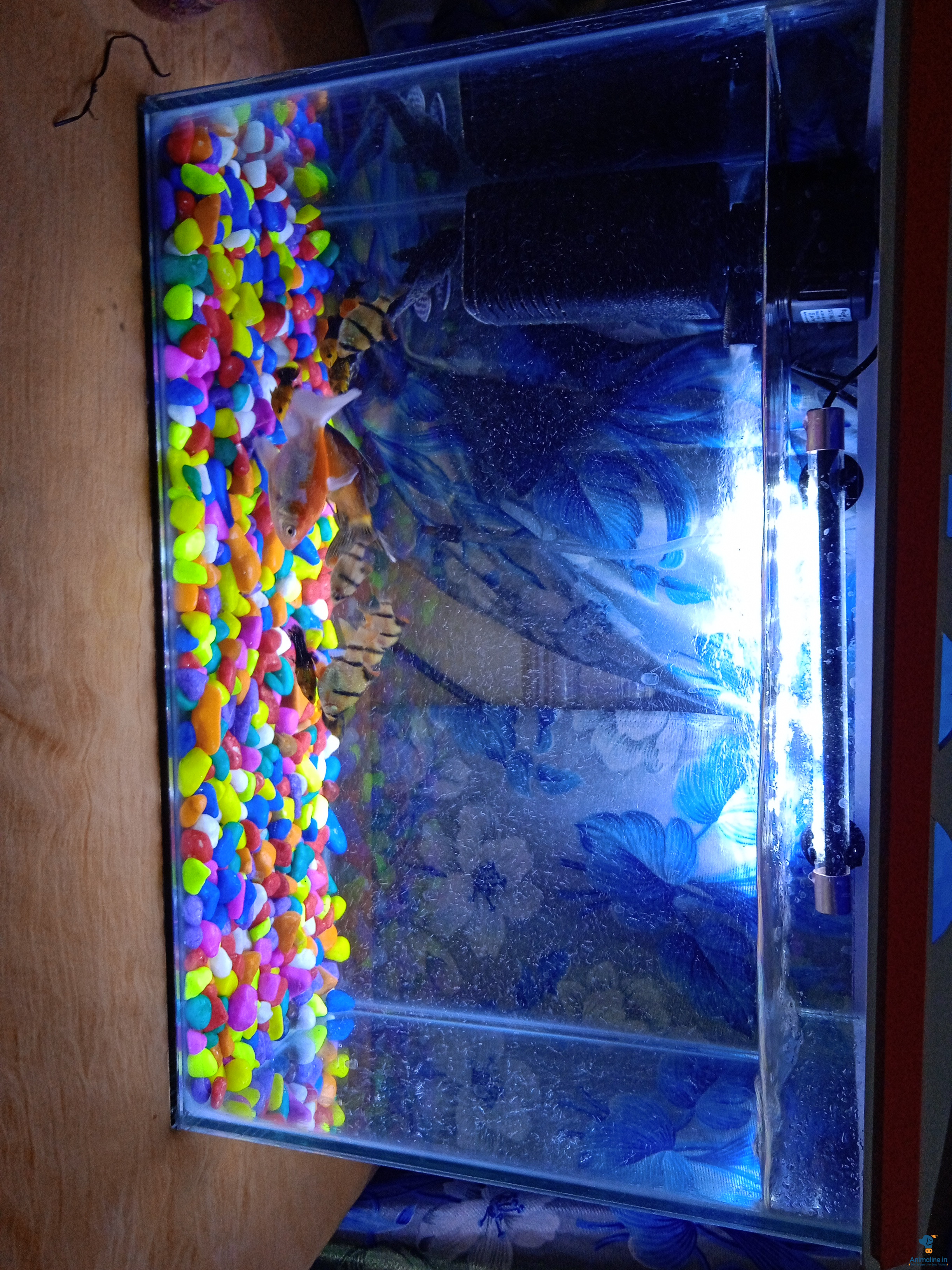 Semi adult fishes with good health