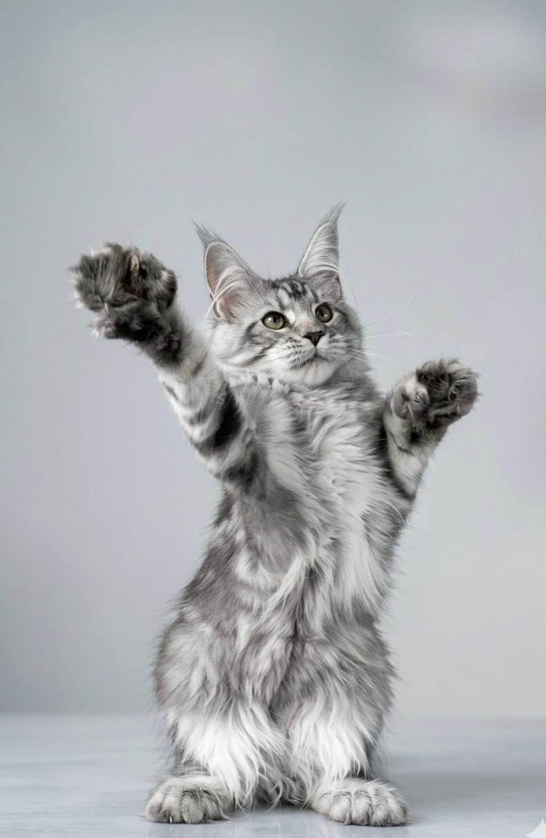 Rare Silver Maine Coon (Male) — Premium Quality