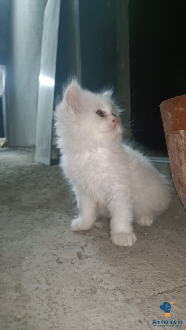 Healthy and Active Male&Females  for Sale