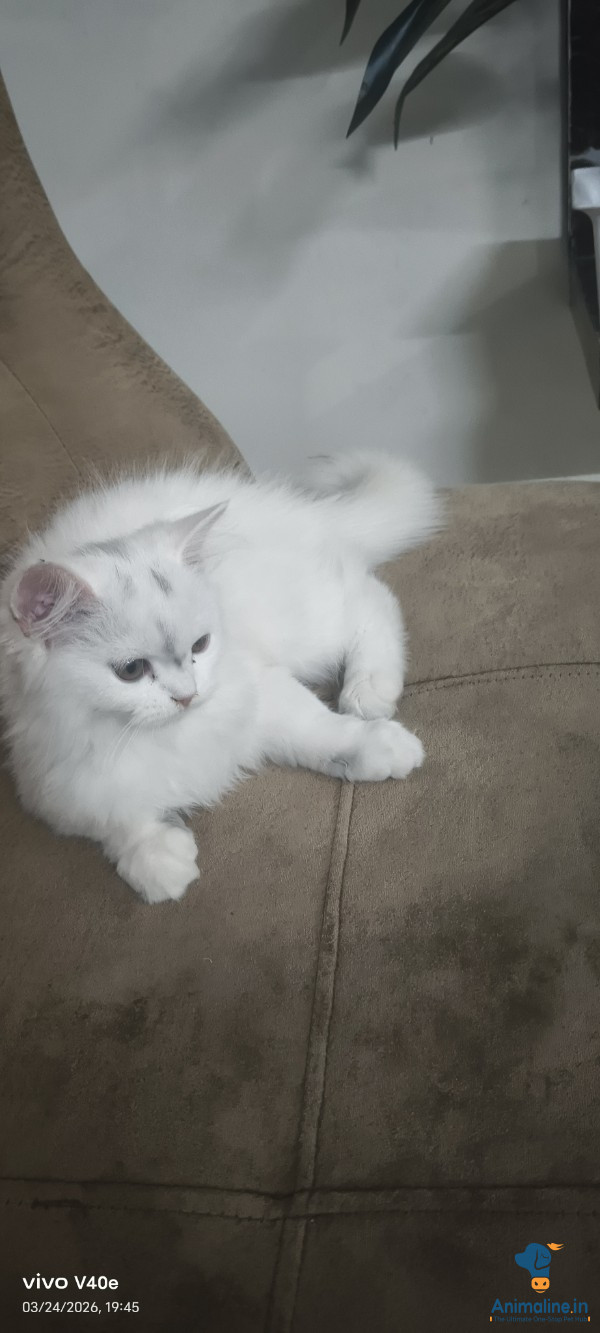 Healthy and Active Male  for Sale