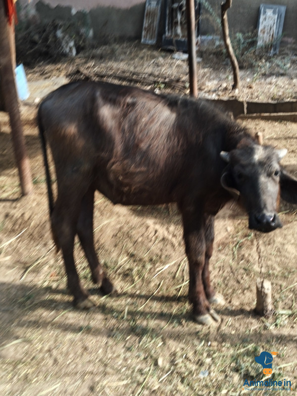बेसा पड़ा mura नस्ल का हैं 