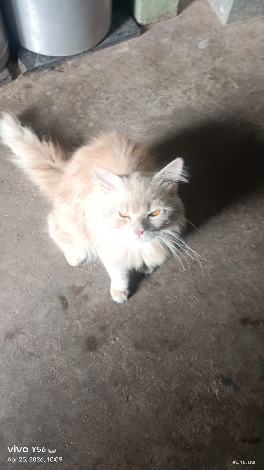 Healthy and Active Male  for Sale