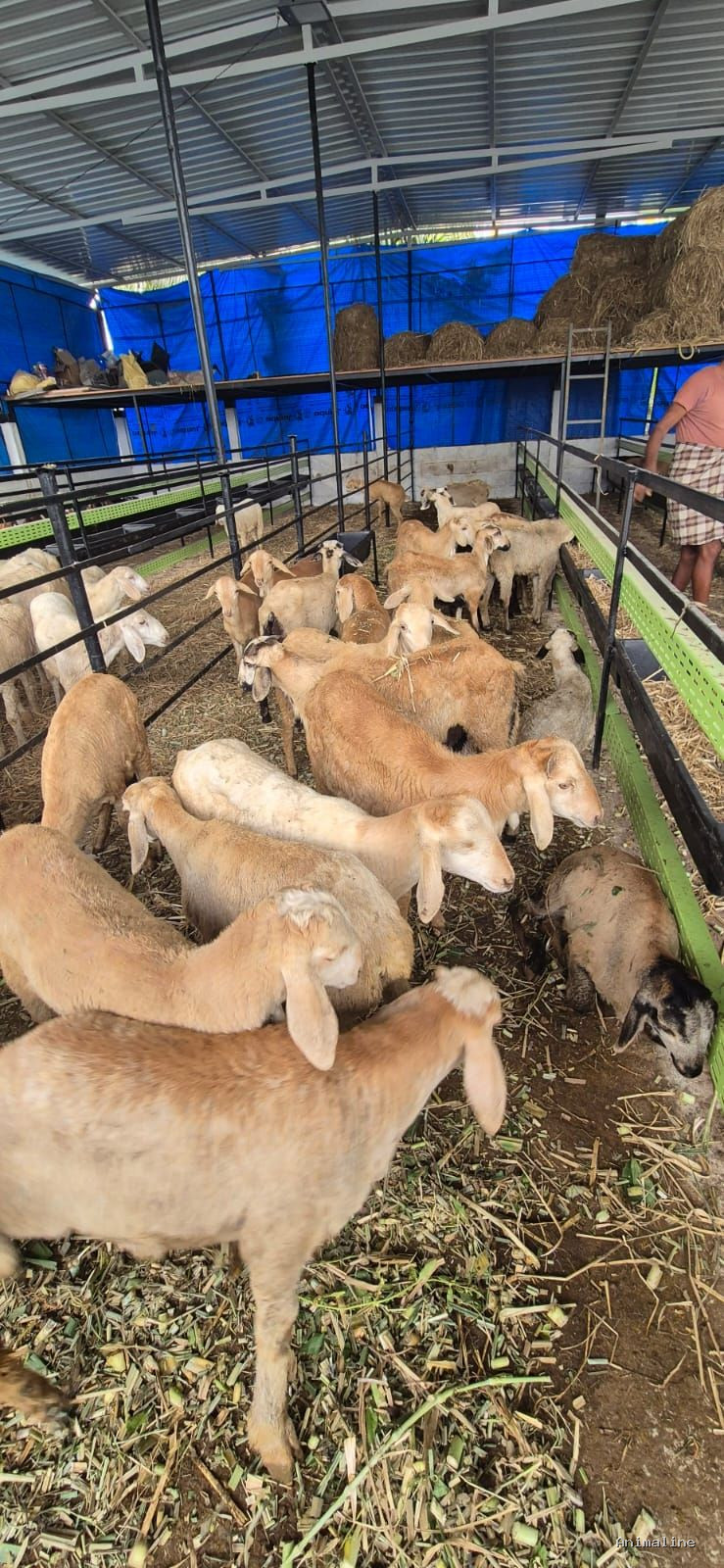 Healthy and Active Male Nellore for Sale