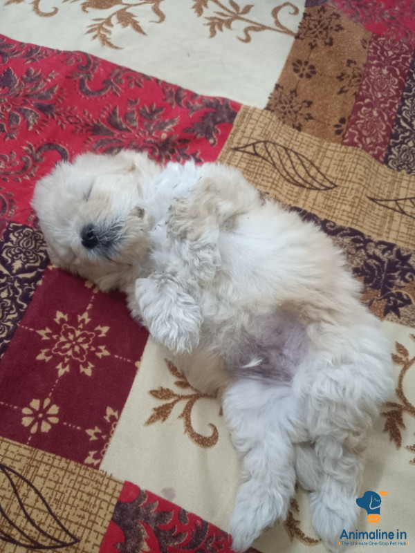 Premium Chow Chow Dog for Adoption