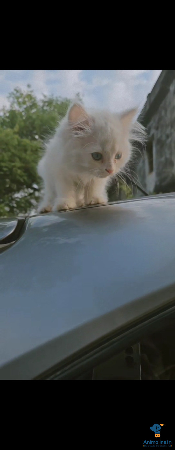 Persian cat 