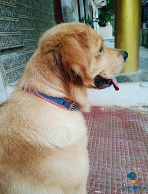 Golden retriever female dog 