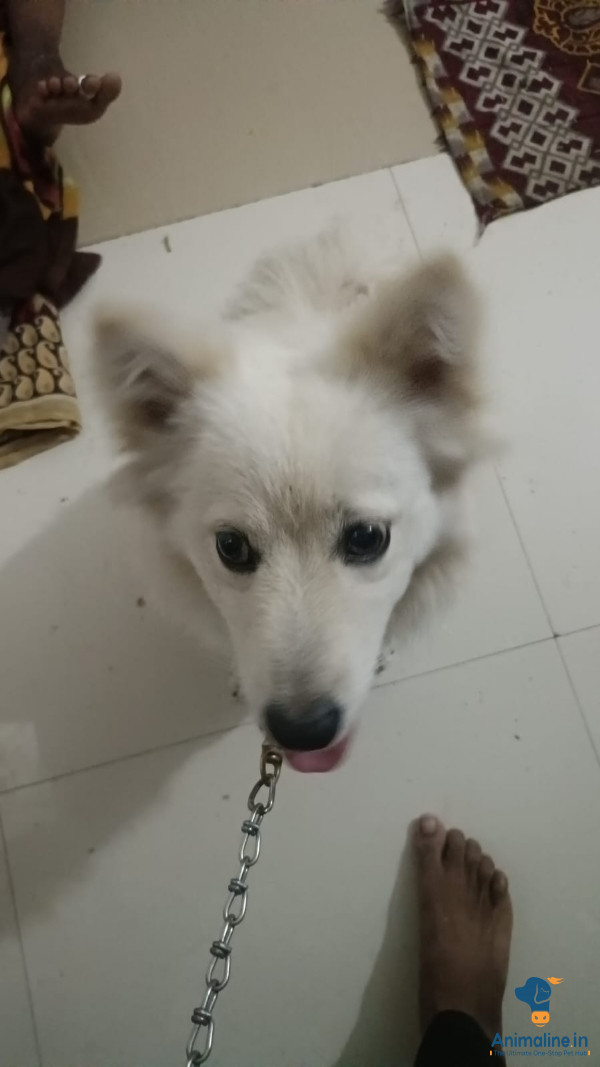 Premium Pomeranian Dog for Adoption