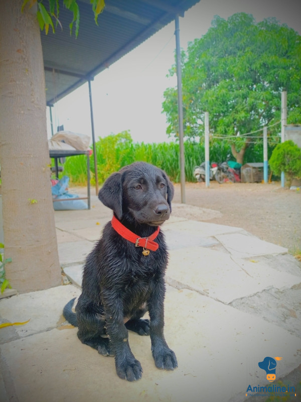 2 months labro dog