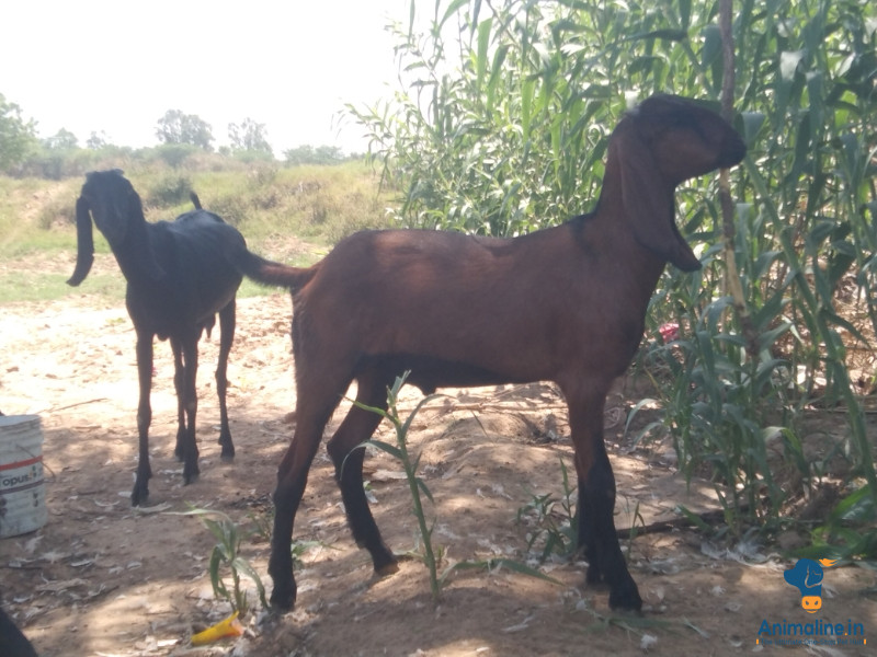 Khassi bakre 2 dand 35 kg to 