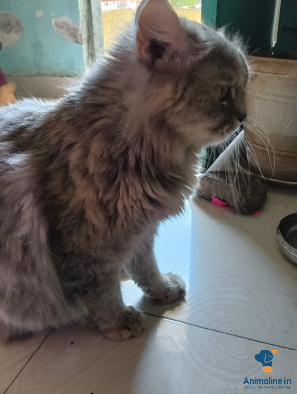 Healthy and Active Female  for Sale
