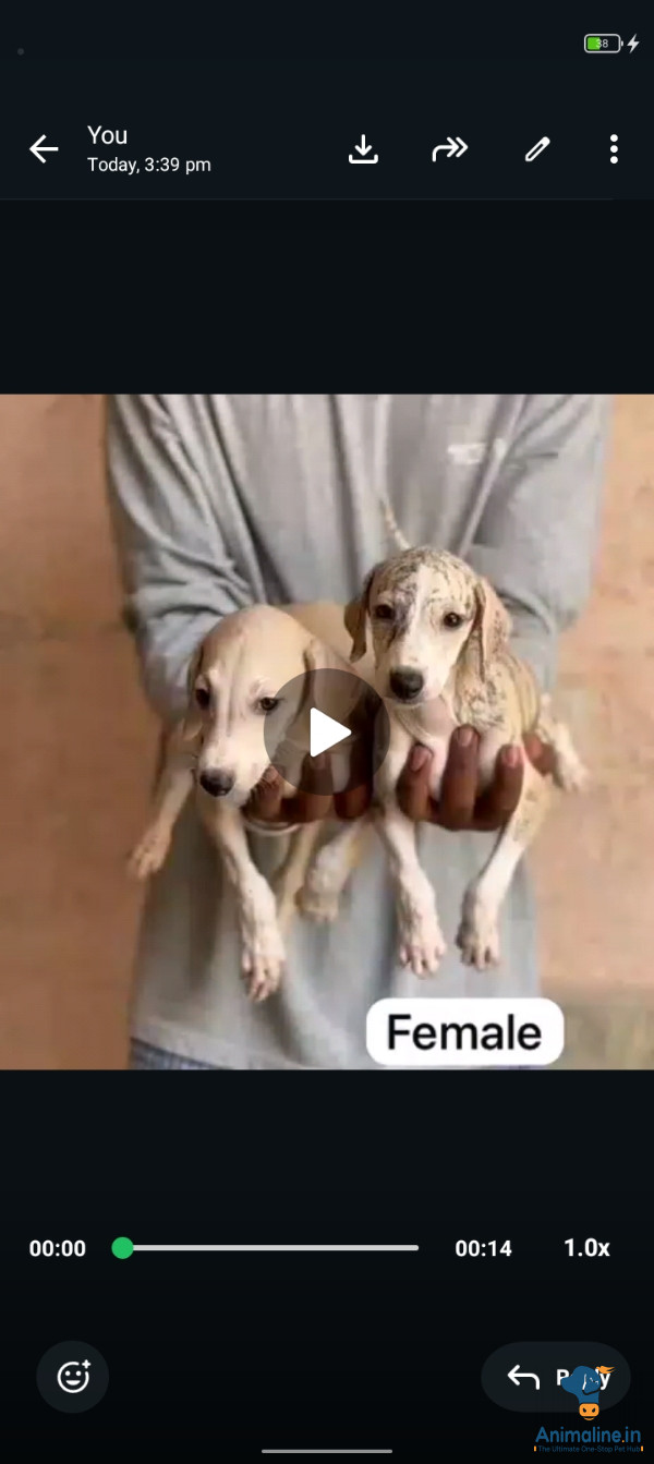 40days male feml pappi sale