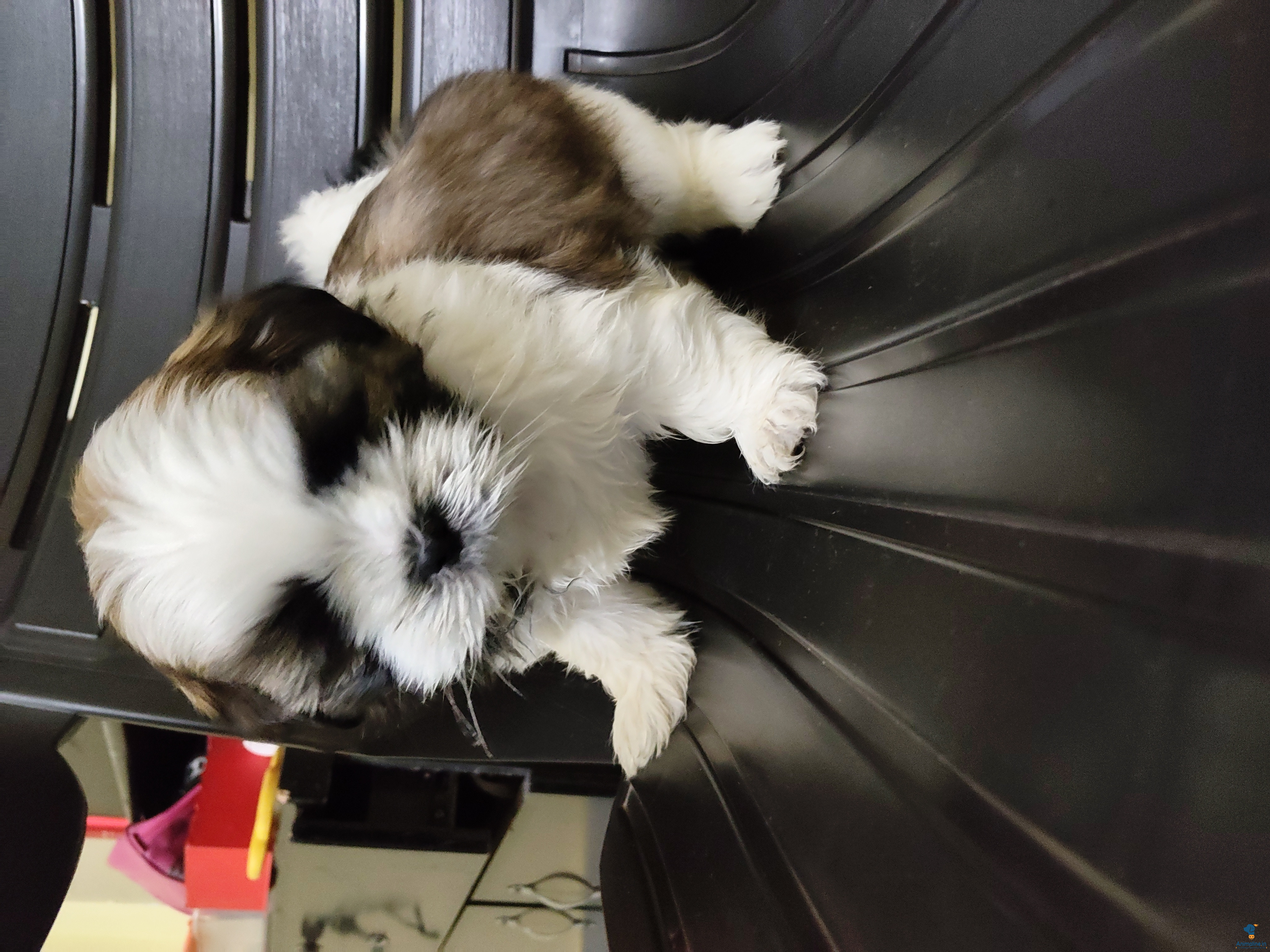 Male& female  Shih Tzu for Sale.