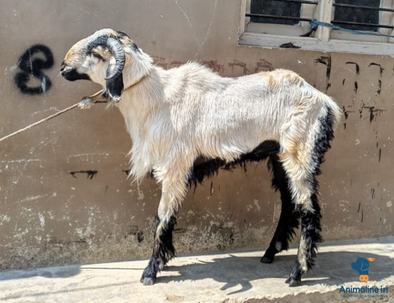 For sale in kolar