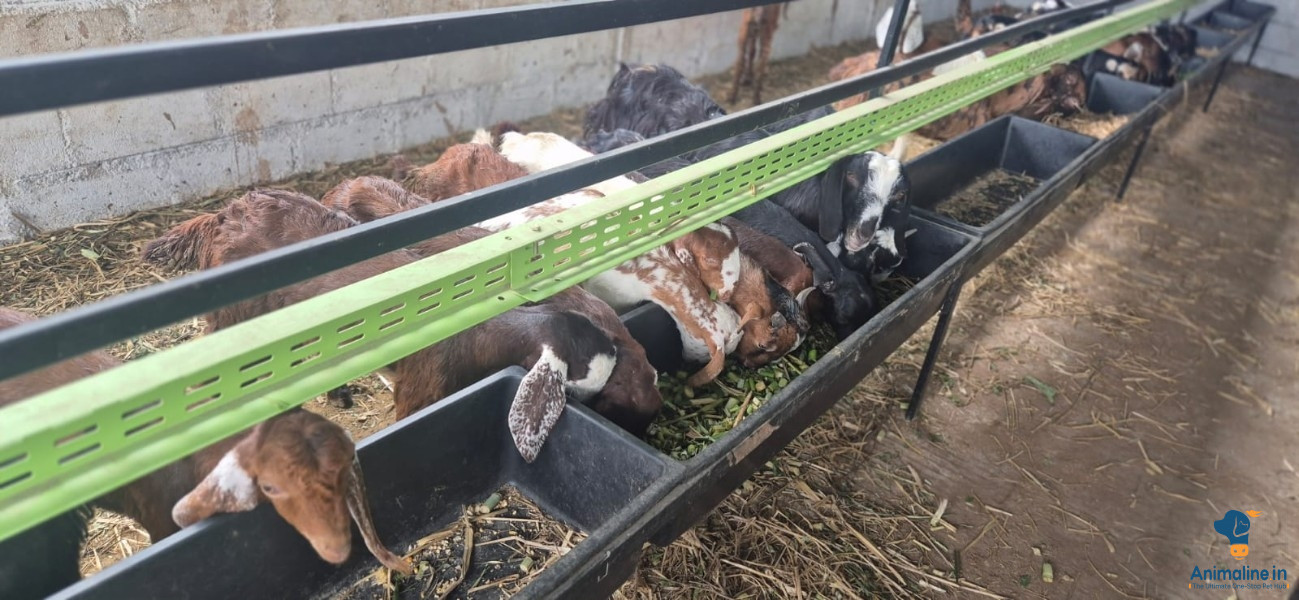 Healthy and Active Male&Females Others for Sale