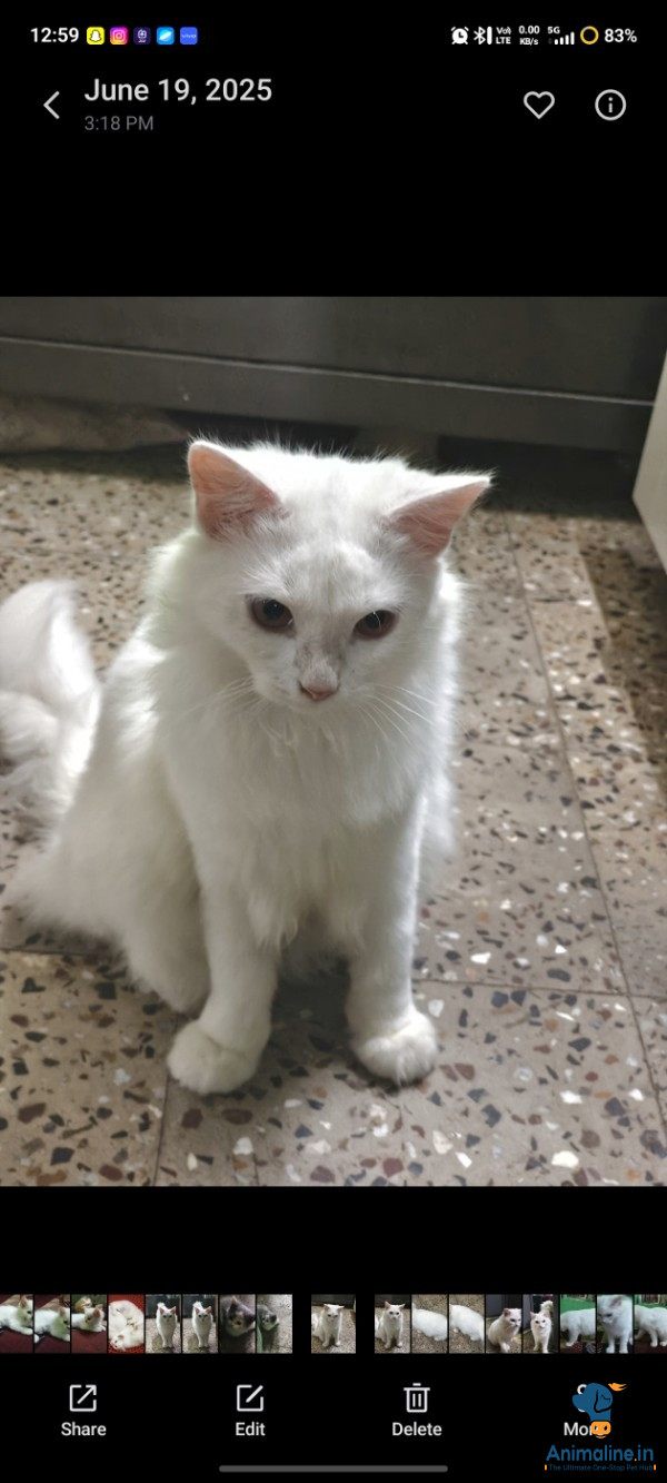 PERSIAN CAT MALE