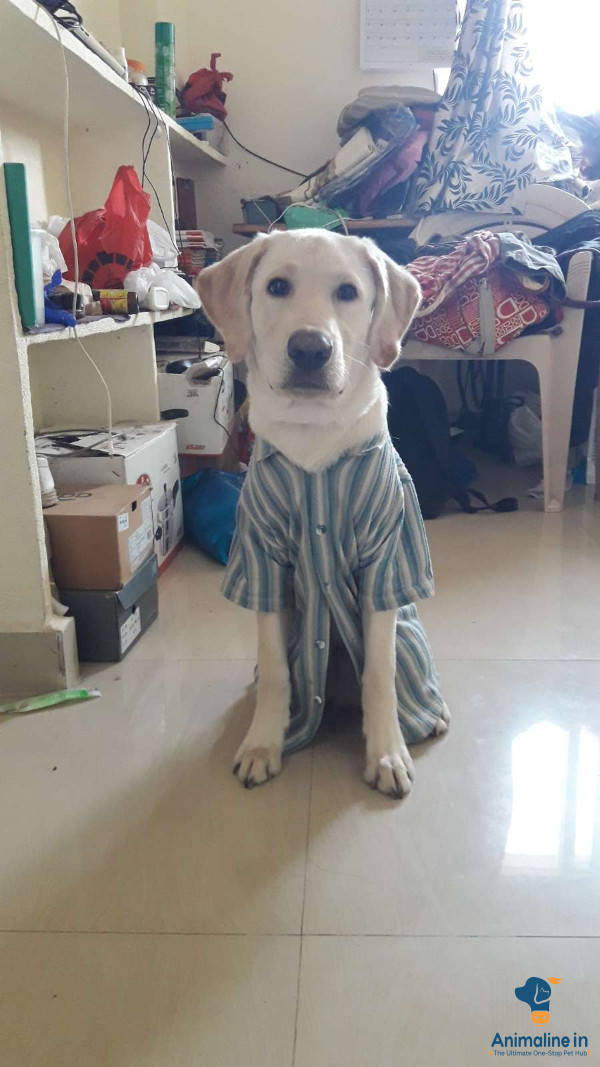 7months old lab male