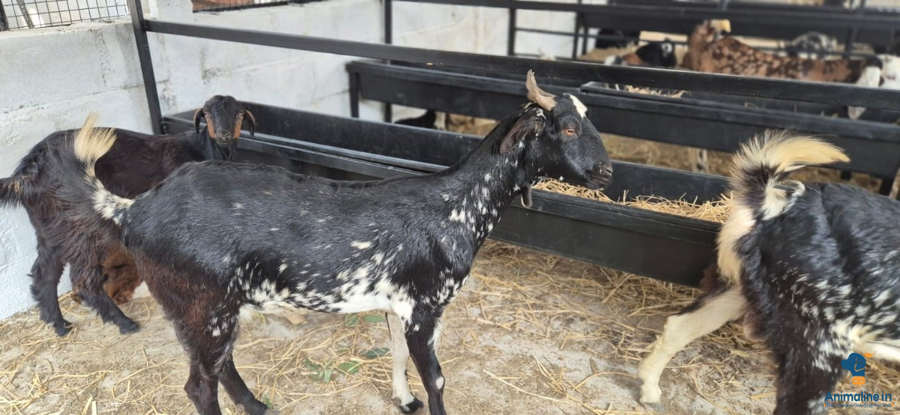 Healthy and Active Male Others for Sale