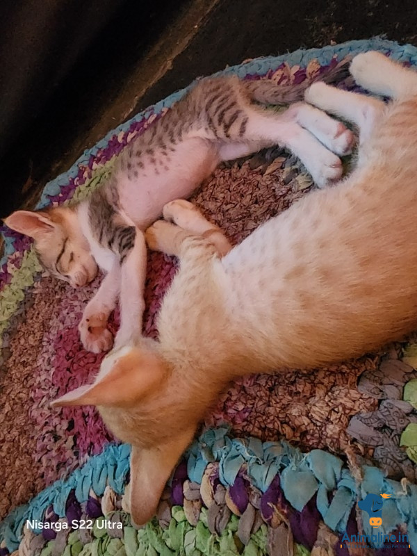 20 days cats male and female two cats 