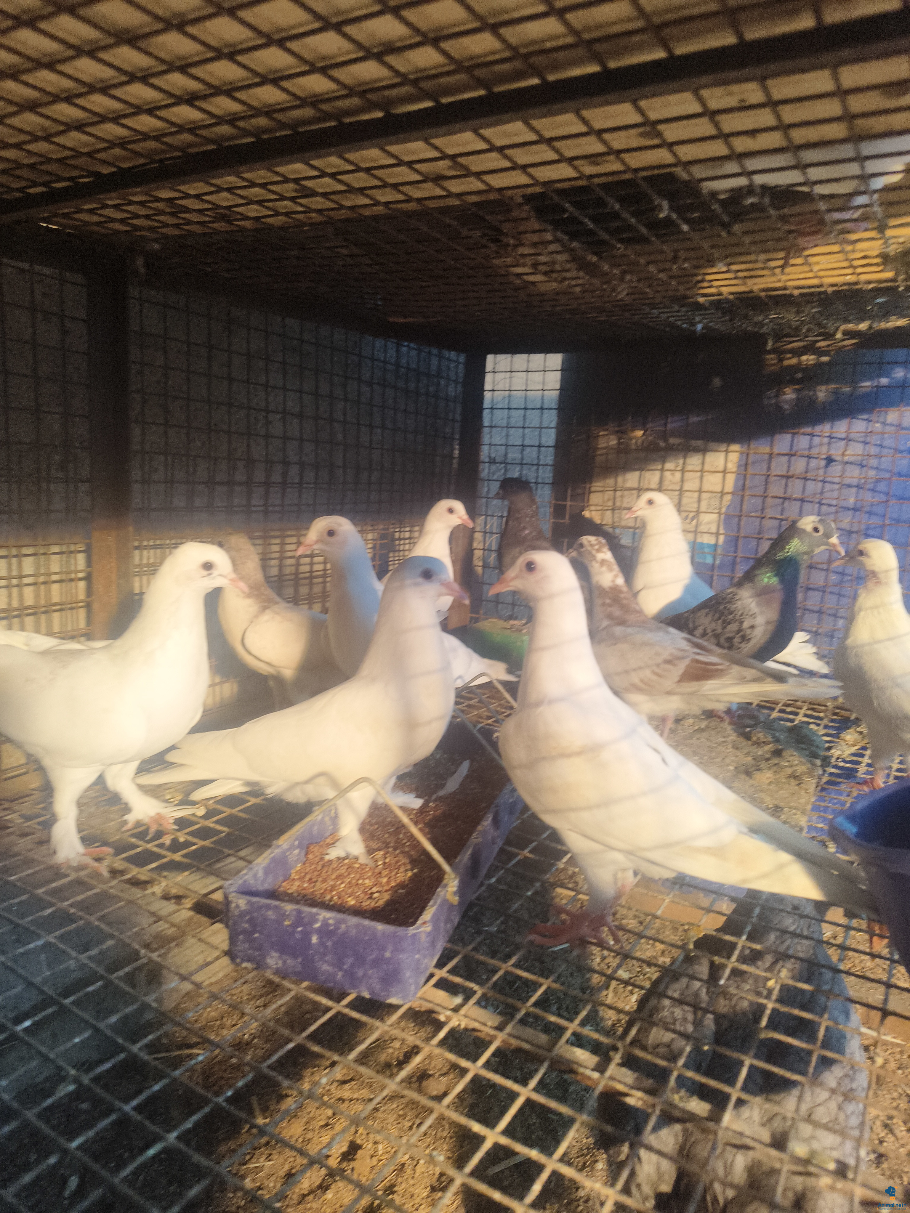 1 year old all pigeons and babies