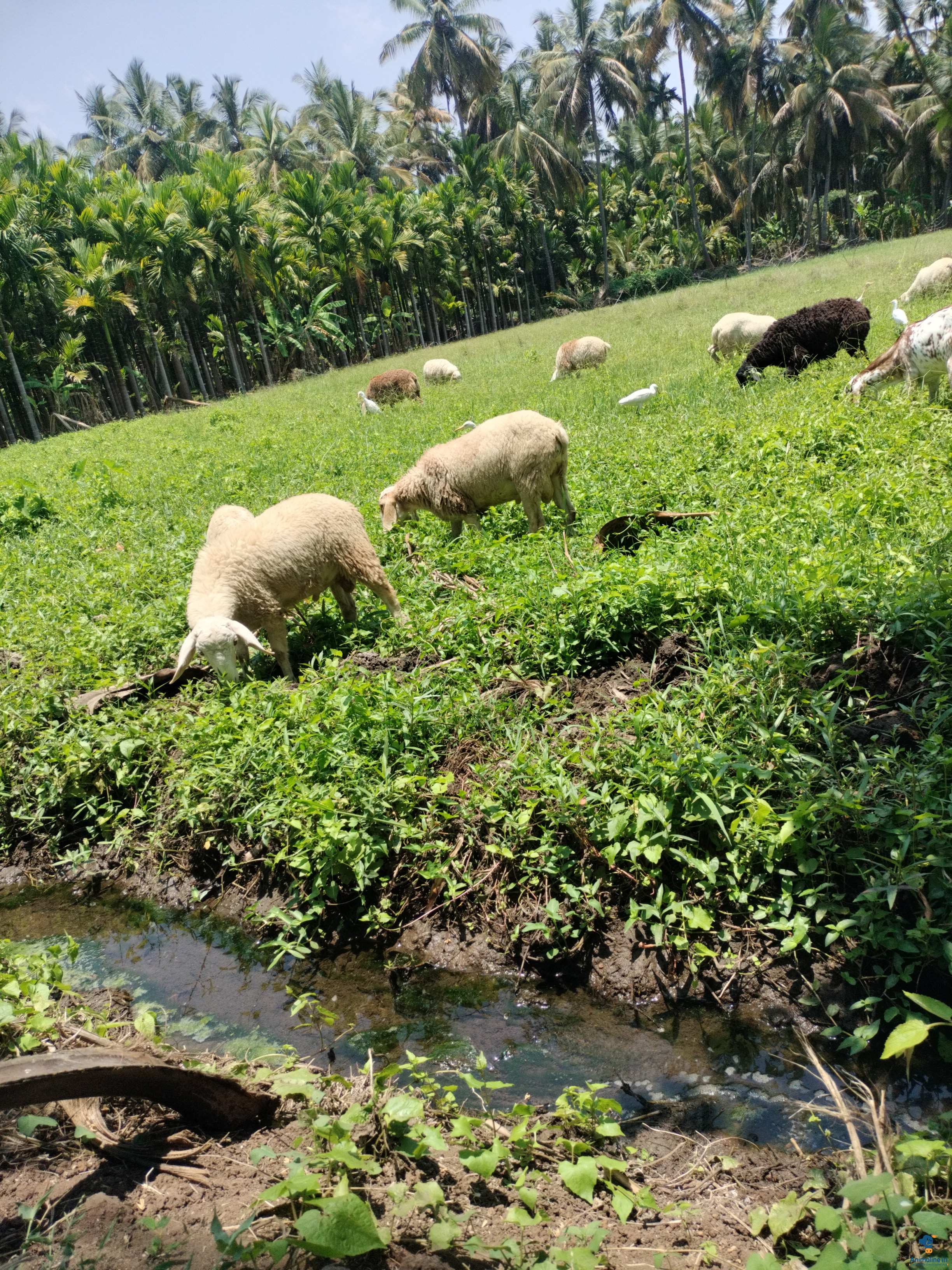 ಮಾರಾಟಕ್ಕಿದೆ ಆರೋಗ್ಯಕರ ಪುರುಷ Mandya Sheep