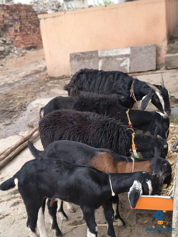 3 years old goat