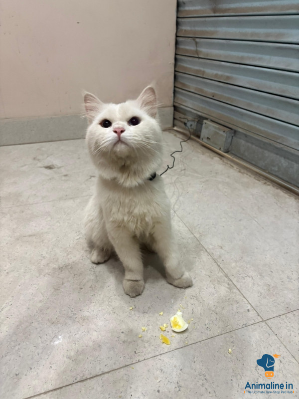 Persian cat