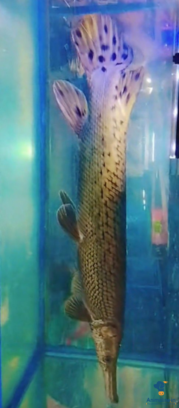 3 years male fish