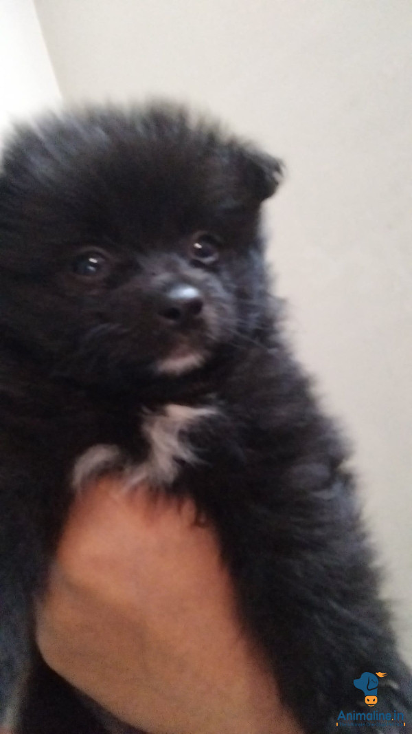 45 days baby ( male or female both available dog )