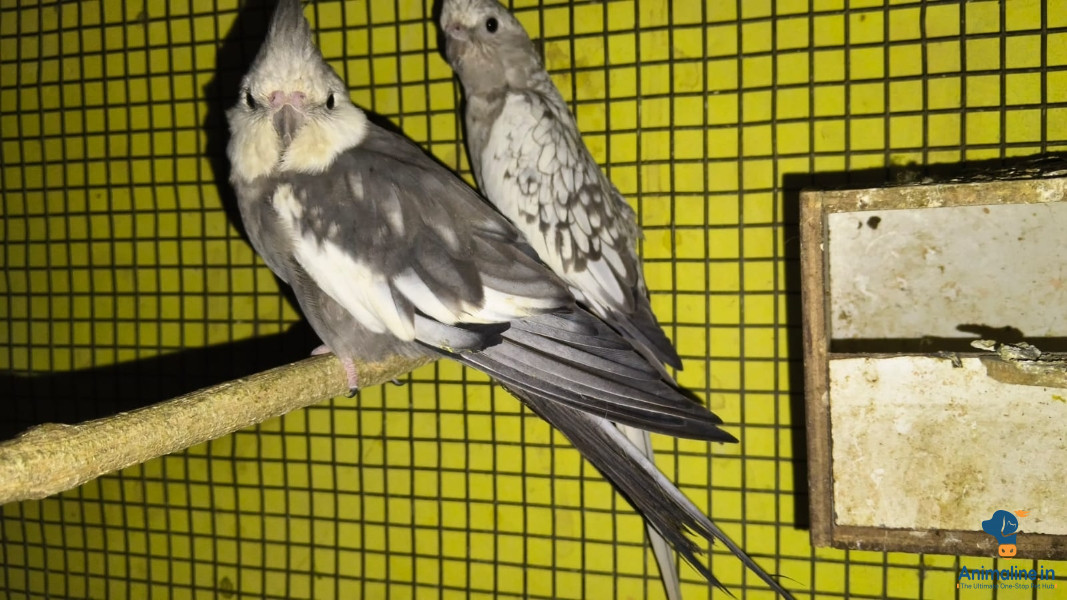 Beautiful Male&Females  looking for a Home