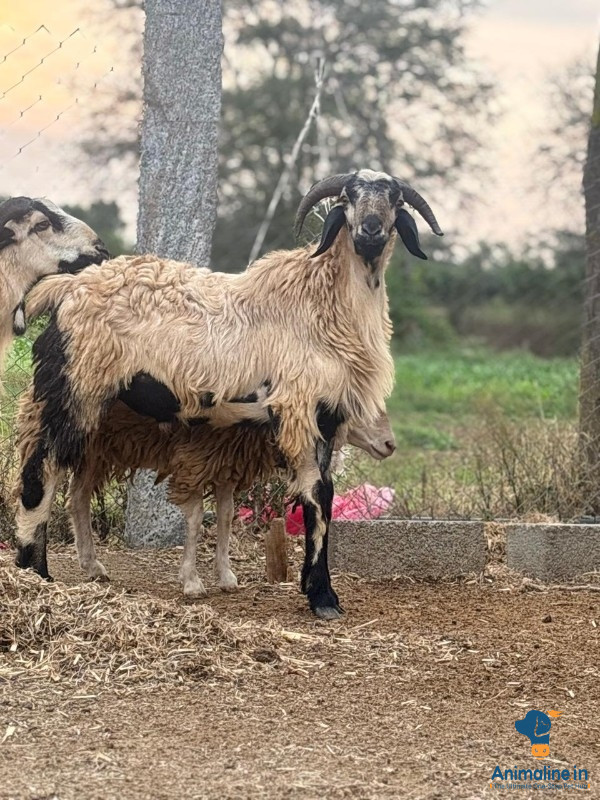 Healthy and Active Male Others for Sale