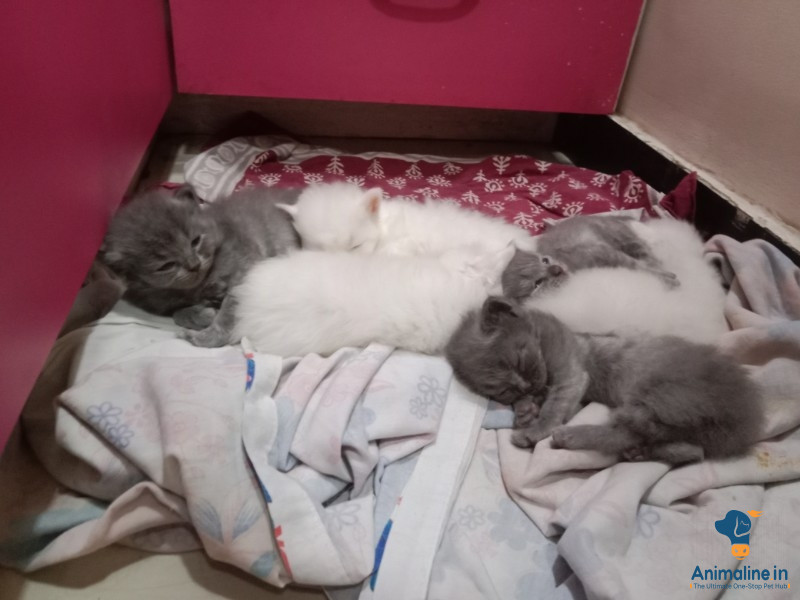 Persian Kittens pure breed available