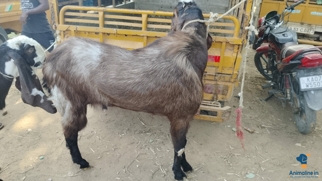 Healthy and Active Male Beetal for Sale
