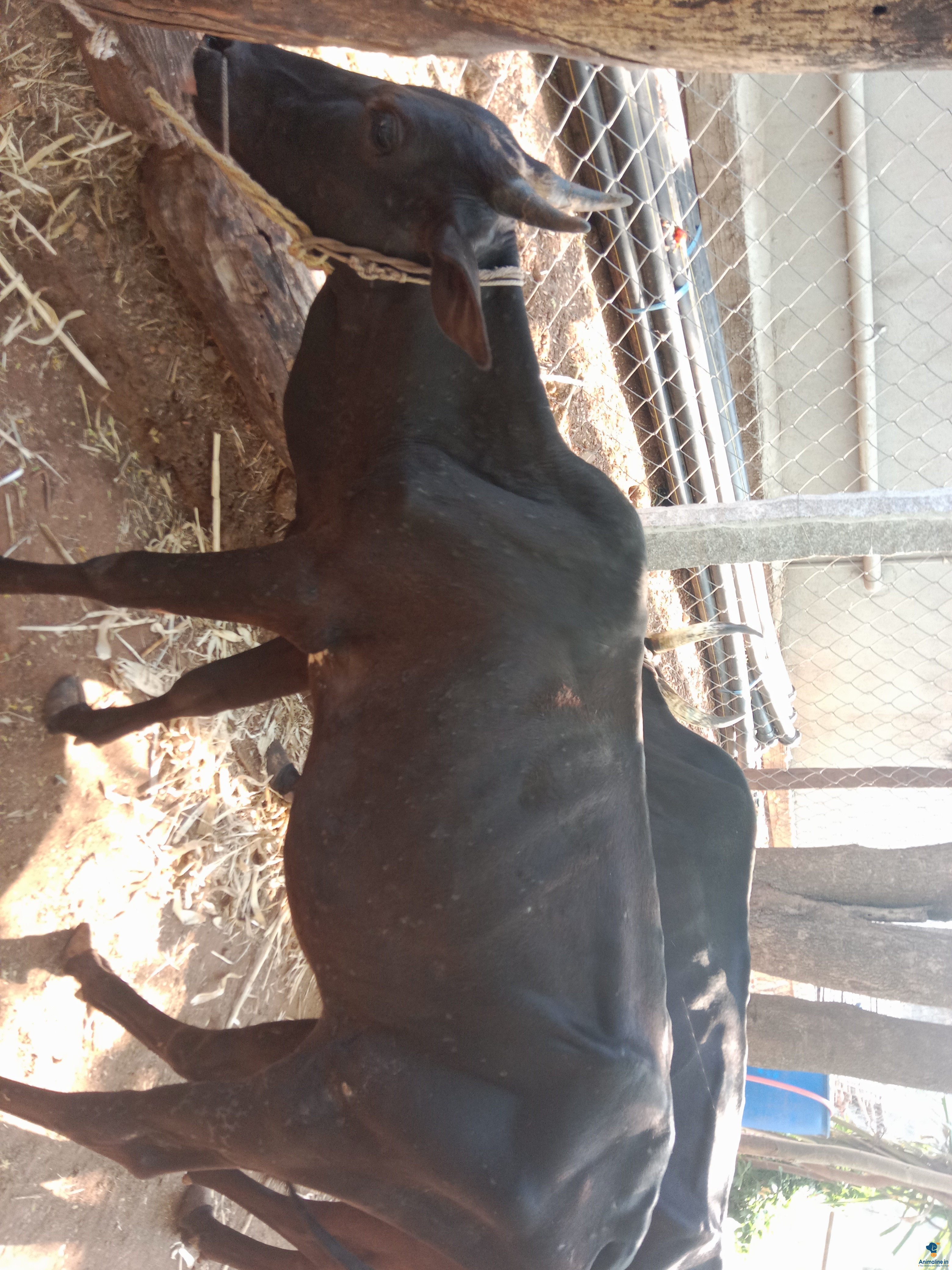 ಮಾರಾಟಕ್ಕಿದೆ ಆರೋಗ್ಯಕರ  Sahiwal Cattle