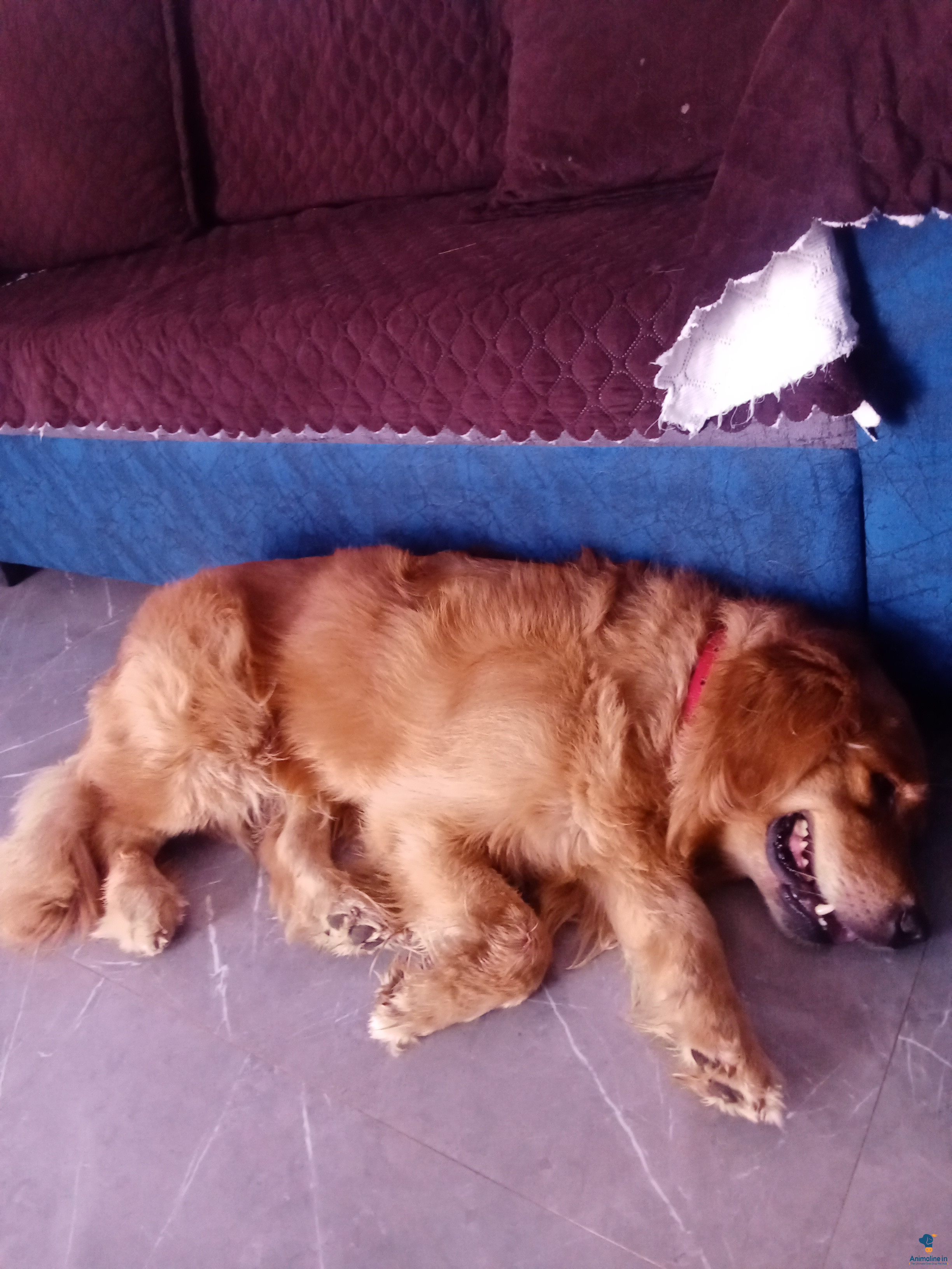 बिक्री के लिए स्वस्थ और सक्रिय पुरुष Golden Retriever