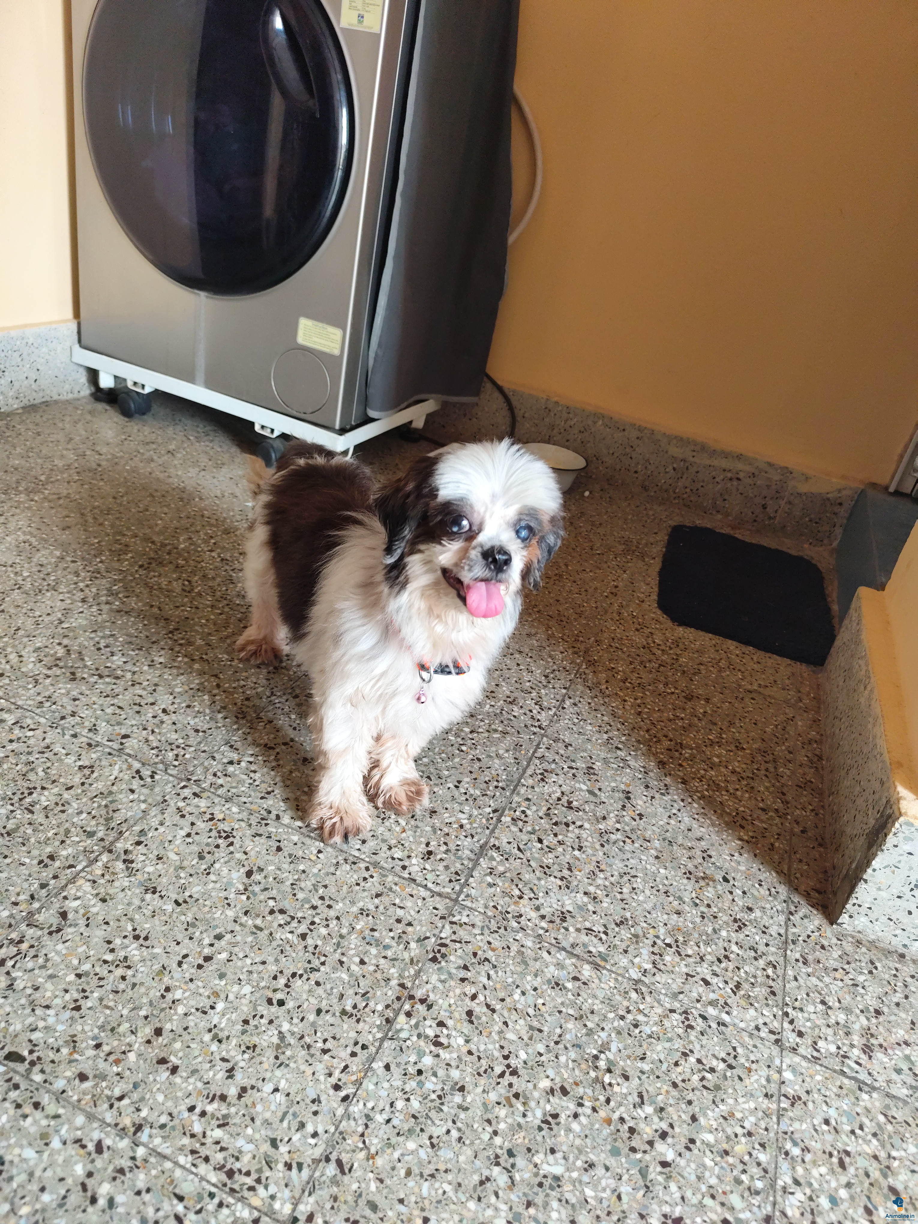 Premium Shih Tzu Dog for Adoption